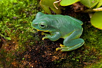 Fea&#39;s tree frog (Rhacophorus feae) on mossy ground, Vietnam