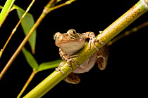 Spotted running frog (Kassina maculata) on bamboo cane at night, Tanzania, East Africa.