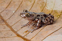 Spotted running frog (Kassina maculata) sitting on dried leaf, Tanzania, East Africa.