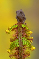 Bearded pygmy chameleon (Rieppeleon brevicaudatus) sitting on a fern frond, Tanzania, East Africa.