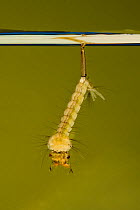 Common mosquito (Culex pipiens) larva close up.