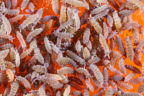 Springtails (Collembola) swarming over a piece of melon.
