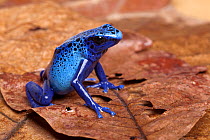 Blue poison dart frog (Dendrobates tinctorius azureus) sitting on driedleaves, Brazil, South America.