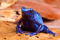 Blue poison dart frog (Dendrobates tinctorius azureus) sitting on dried leaves, Brazil, South America.