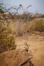 Anchieta&#39;s agama (Agama anchietae), female, sitting on rock in desert scrub, Twyfelfontein, Namibia