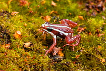 Phantasmal poison dart frog (Epipedobates tricolor) sitting on mossy ground, Ecuador, South America.