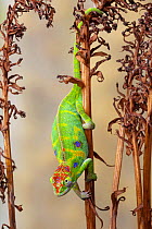 Minor&#39;s chameleon (Furcifer minor), female, climbing down dried plant stalk, Madagascar