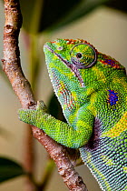 Minor&#39;s chameleon (Furcifer minor), female, on tree branch, Madagascar