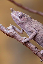 Minor&#39;s chameleon (Furcifer minor), male, Madagascar