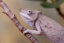 Minor&#39;s chameleon (Furcifer minor), male, Madagascar