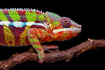 Panther chameleon (Furcifer pardalis) on black background, Diego Suarez, Madagascar