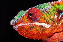 Panther chameleon (Furcifer pardalis) head close up on black background, Diego Suarez, Madagascar
