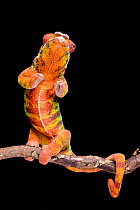Panther chameleon (Furcifer pardalis) rearing up, on black background, Diego Suarez, Madagascar