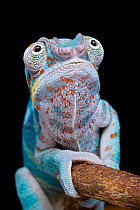 Panther chameleon (Furcifer pardalis) sitting on branch with black background, Nosy Faly, Madagascar