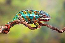Panther chameleon (Furcifer pardalis) on tree branch, Ambilobe, Madagascar