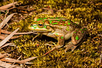 Motorbike frog (Litoria moorei) sitting on moss, Pemberton, Western Australia.