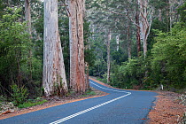 Karri trees (Eucalyptus diversicolor) growing along the Vasse Highway, near Pemberton, Western Australia