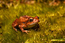 Lea&#39;s frog (Geocrinia leai) sitting on moss, Pemberton, Western Australia