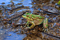 Motorbike frog (Litoria moorei) on wet, stony ground, Pemberton, Western Australia.