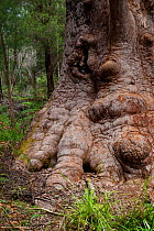 Red tingle tree (Eucalyptus jacksonii) trunk, Walpole-Nornalup National Park, Western Australia