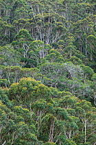 Karri forest (Eucalyptus diversicolor) Walpole, Western Australia, November, 2009.