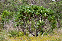 Bull banksia / Giant banksia (Banksia grandis), growing in Eucalyptus woodland, Western Australia, November, 2009.