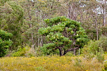 Bull banksia / Giant banksia (Banksia grandis), growing in Eucalyptus woodland, Western Australia, November, 2009.
