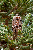 Bull banksia / Giant banksia (Banksia grandis) cone, Western Australia