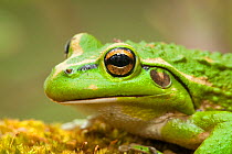 Motorbike frog (Litoria moorei) close up, Walpole, Western Australia.