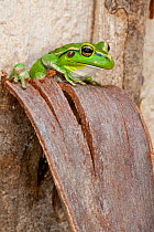 Motorbike frog (Litoria moorei) sitting on tree bark, Walpole, Western Australia.