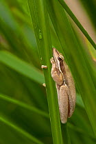 Slender tree frog (Litoria adelaidensis) on grass, Walpole, Western Australia.
