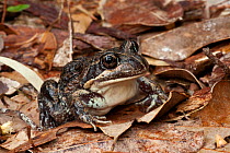 Western banjo frog (Limnodynastes dorsalis) sitting on dried leaves, Walpole, Western Australia