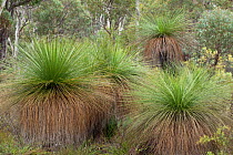 Grass trees (Xanthorrhoea Preissii) in woodland, Western Australia