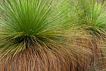 Grass trees (Xanthorrhoea Preissii), Western Australia.