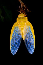 Australian green grocer cicada (Cyclochila australasiae) in yellow form, also known as Yellow Monday, recently emerged, Atherton Tablelands, Queensland, Australia