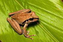 Stoney creek frog (Litoria wilcoxi) sitting on a large leaf, Possum Valley, Queensland, Australia