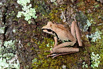 Stoney creek frog (Litoria wilcoxi) sitting on a mossy tree trunk, Possum Valley, Queensland, Australia