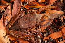 Northern barred frog (Mixophyes schevelli) sitting on dried leaves, Atherton Tablelands, Queensland, Australia