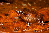 Fry&#39;s frog (Austrochaperina fryi) sitting on fallen leaves, Possum Valley, Queensland, Australia