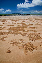 Burrows of Sand-bubbler crab (Scopimera inflata), Mission Beach, Queensland, Australia