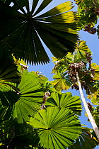 Fan palm (Licuala ramsayi), Mission Beach, Queensland, Australia
