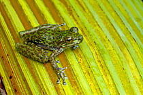 Torrent tree frog / Waterfall frog (Litoria nannotis), Josephine Falls, Queensland, Australia