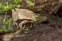 Roth&#39;s tree frog (Litoria rothii) on rocky ground, Josephine Falls, Queensland, Australia