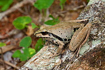 Roth&#39;s tree frog (Litoria rothii) sitting on tree branch, Josephine Falls, Queensland, Australia