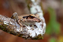 Roth&#39;s tree frog (Litoria rothii) on tree branch, Josephine Falls, Queensland, Australia