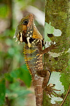 Boyd&#39;s forest dragon (Lophosaurus boydii) climbing up tree trunk, Queensland, Australia