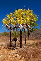 Pandanus trees, Mount Carbine, Queensland, Australia.