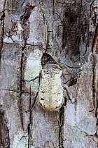 Christmas beetle (Anoplognathus sp.) on tree trunk, Cairns, Queensland, Australia