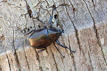 Rhinoceros beetle (Xylotrupes gideon) on tree trunk, Cairns, Queensland, Australia