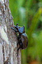 Rhinoceros beetle (Xylotrupes gideon) on tree trunk, Cairns, Queensland, Australia